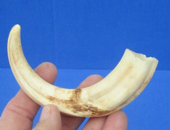 6-1/2 inches African Warthog Tusk, <font color=red> 4-3/4 inches Solid </font> for $14.99