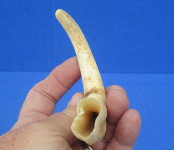 6-1/2 inches African Warthog Tusk, <font color=red> 4-3/4 inches Solid </font> for $14.99