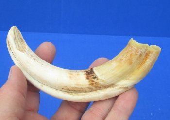 6-3/4 inches African Warthog Tusk, <font color=red> 5-1/4 inches Solid </font> for $14.99