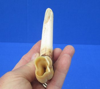 6-3/4 inches African Warthog Tusk, <font color=red> 5-1/4 inches Solid </font> for $14.99