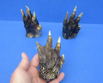 4-3/4 to 5 inches Louisiana Alligator Feet for Crafts - Buy these 3 for $6.00 each