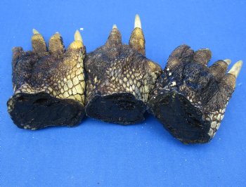 4-3/4 to 5 inches Louisiana Alligator Feet for Crafts - Buy these 3 for $6.00 each