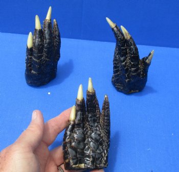 4-1/8 to 4-1/2 inches Louisiana Alligator Feet for Crafts - Buy these 3 for $6.00 each
