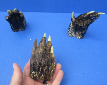 4-1/8 to 4-1/2 inches Louisiana Alligator Feet for Crafts - Buy these 3 for $6.00 each