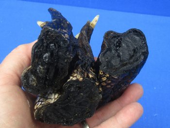 4-1/8 to 4-1/2 inches Louisiana Alligator Feet for Crafts - Buy these 3 for $6.00 each