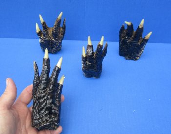 4-1/2 to 5-3/4 inches Louisiana Alligator Feet for Crafts - Buy these 4 for $5.50 each