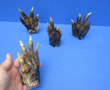 4-1/2 to 5-3/4 inches Louisiana Alligator Feet for Crafts - Buy these 4 for $5.50 each