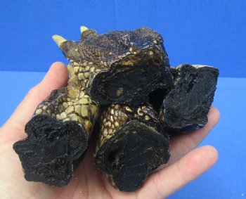 4-1/2 to 5-3/4 inches Louisiana Alligator Feet for Crafts - Buy these 4 for $5.50 each