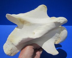 10-1/2 inches Genuine African Giraffe Vertebra Bone for $69.99 (CITES301466)