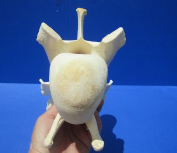 10-1/2 inches Genuine African Giraffe Vertebra Bone for $69.99 (CITES301466)