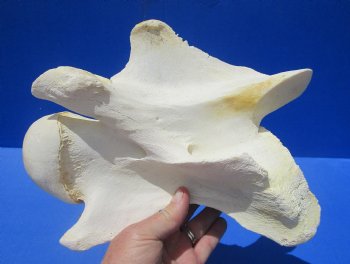 10-1/2 inches Genuine African Giraffe Vertebra Bone for $69.99 (CITES301466)