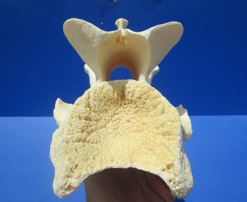 10-1/2 inches Genuine African Giraffe Vertebra Bone for $69.99 (CITES301466)