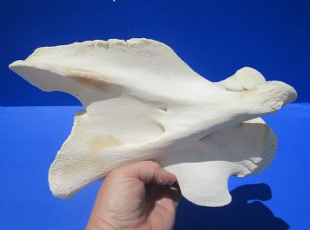 10-1/2 inches Genuine African Giraffe Vertebra Bone for $69.99 (CITES301466)