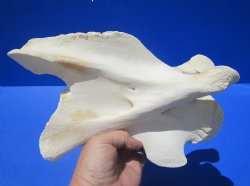10-1/2 inches Genuine African Giraffe Vertebra Bone for $69.99 (CITES301466)
