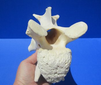 10-1/2 inches Genuine African Giraffe Vertebra Bone for $69.99 (CITES301466)