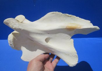 10-1/2 inches Genuine African Giraffe Vertebra Bone for $69.99 (CITES301466)