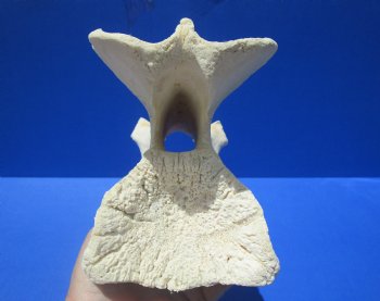 10-1/2 inches Genuine African Giraffe Vertebra Bone for $69.99 (CITES301466)
