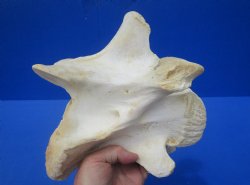 8-1/4 inches Genuine African Giraffe Vertebra Bone for $64.99 (CITES301466)