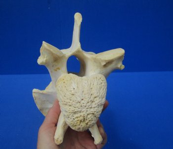 8-1/4 inches Genuine African Giraffe Vertebra Bone for $64.99 (CITES301466)