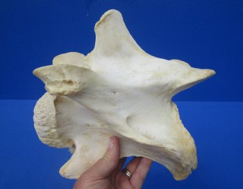 8-1/4 inches Genuine African Giraffe Vertebra Bone for $64.99 (CITES301466)