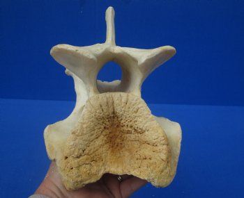 8-1/4 inches Genuine African Giraffe Vertebra Bone for $64.99 (CITES301466)