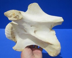 8-1/4 inches Genuine African Giraffe Vertebra Bone for $64.99 (CITES301466)