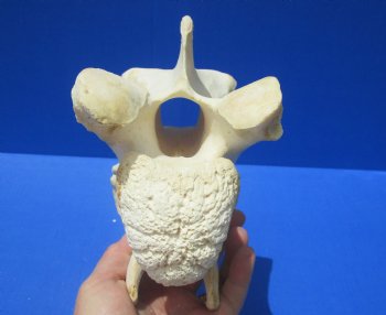 8-1/4 inches Genuine African Giraffe Vertebra Bone for $64.99 (CITES301466)