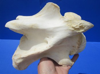 8-1/4 inches Genuine African Giraffe Vertebra Bone for $64.99 (CITES301466)