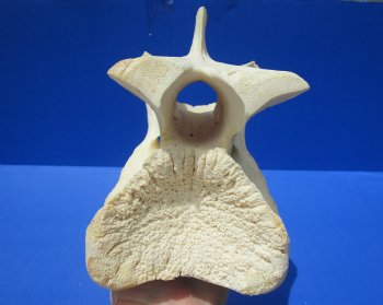 8-1/4 inches Genuine African Giraffe Vertebra Bone for $64.99 (CITES301466)