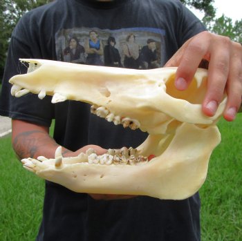 10-1/4 inches Real Georgia Wild Boar Skull for Sale for $59.99 <FONT COLOR=RED> SALE $49.99</font>
