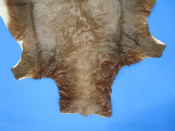 Authentic African Blesbok Hide, Blesbuck Skin, 51 x 43 inches  - Buy this one for $79.99 each