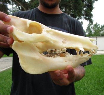 10-1/4 inches Real Georgia Wild Boar Skull for Sale for $59.99 <FONT COLOR=RED> SALE $49.99</font>