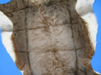 Authentic African Blesbok Hide, Blesbuck Skin, 51 x 43 inches  - Buy this one for $79.99 each