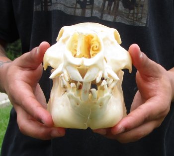 10-1/4 inches Real Georgia Wild Boar Skull for Sale for $59.99 <FONT COLOR=RED> SALE $49.99</font>