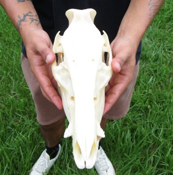 10-1/4 inches Real Georgia Wild Boar Skull for Sale for $59.99 <FONT COLOR=RED> SALE $49.99</font>