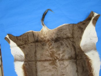 Authentic African Blesbok Hide, Blesbuck Skin, 51 x 43 inches  - Buy this one for $79.99 each