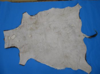Authentic African Blesbok Hide, Blesbuck Skin, 51 x 43 inches  - Buy this one for $79.99 each