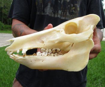 10-1/4 inches Real Georgia Wild Boar Skull for Sale for $59.99 <FONT COLOR=RED> SALE $49.99</font>