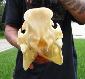 10-1/4 inches Real Georgia Wild Boar Skull for Sale for $59.99 <FONT COLOR=RED> SALE $49.99</font>