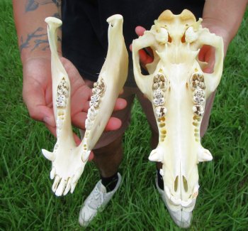 10-1/4 inches Real Georgia Wild Boar Skull for Sale for $59.99 <FONT COLOR=RED> SALE $49.99</font>
