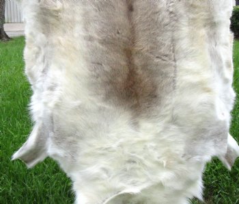 White Finland Reindeer Hide, Skin, Fur with Blend of Tans 52 by 42 inches for $149.99