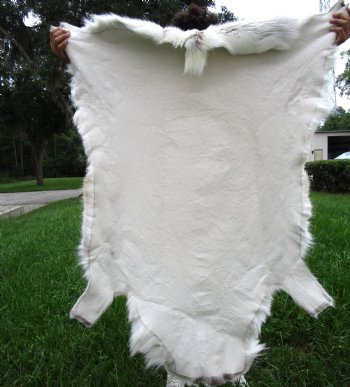 White Finland Reindeer Hide, Skin, Fur with Blend of Tans 52 by 42 inches for $149.99