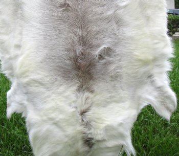 White Finland Reindeer Hide, Skin, Fur with Blend of Tans 51 by 47 inches for $149.99
