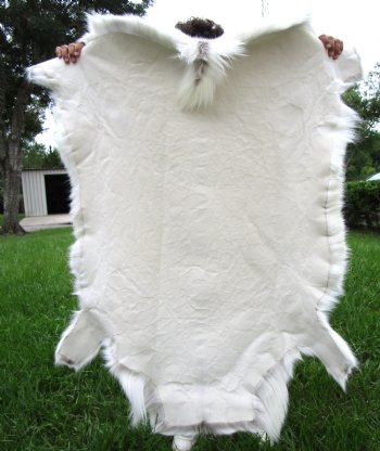White Finland Reindeer Hide, Skin, Fur with Blend of Tans 51 by 47 inches for $149.99