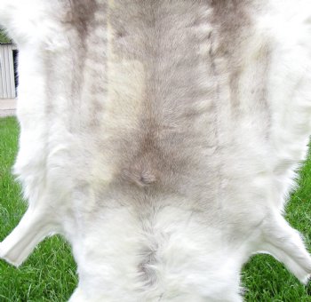 White Finland Reindeer Hide, Skin, Fur with Blend of Tans 49 by 48 inches for $149.99