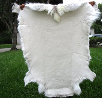 White Finland Reindeer Hide, Skin, Fur with Blend of Tans 49 by 48 inches for $149.99