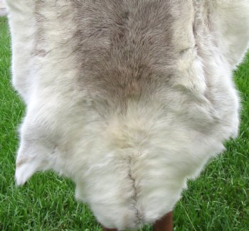 White Finland Reindeer Hide, Skin, Fur with Blend of Tans 50 by 46 inches for $149.99