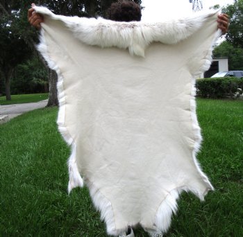 White Finland Reindeer Hide, Skin, Fur with Blend of Tans 50 by 46 inches for $149.99