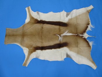 43" X 31-1/2" Springbok Skin, Springbok Hide for Sale- Buy this one for $64.99