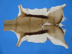 43" X 31-1/2" Springbok Skin, Springbok Hide for Sale- Buy this one for $64.99